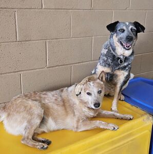 Fundraising Page: Tim MacPhee